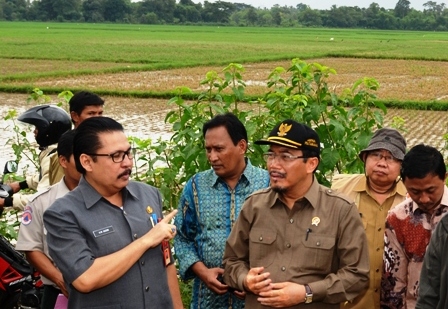 Sawah Puso, Mentan Keluhkan Pemda Kerap Terlambat Suplai Data